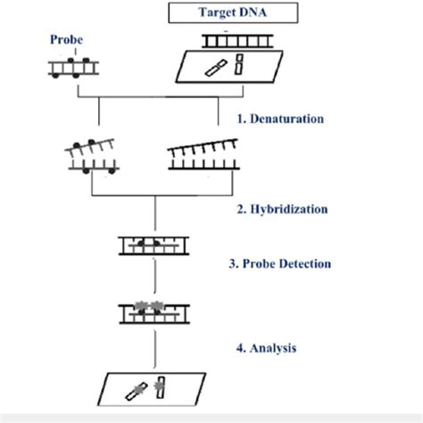 Pdf Application Of Fluorescence In Situ Hybridization Fish