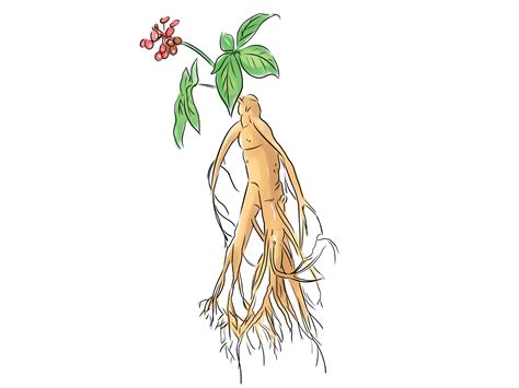 How to Hunt for Wild Ginseng: 11 Steps (with Pictures)