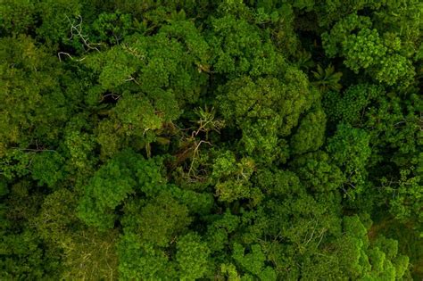 Como o ritmo da mudança climática afeta as espécies da floresta