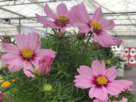 Cosmos Bipinnatus Casanova Pink