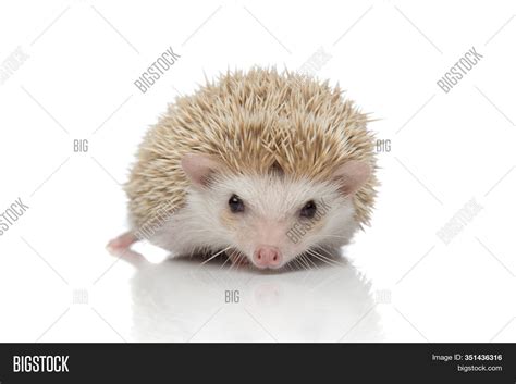 Baby Albino Hedgehog