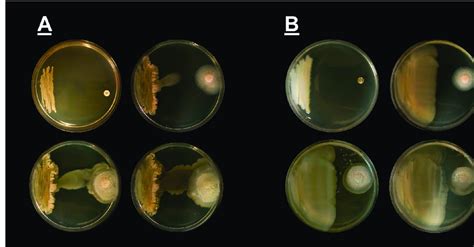 Picture of challenge assays of Bacillus pumilus and Bacillus subtilis ...