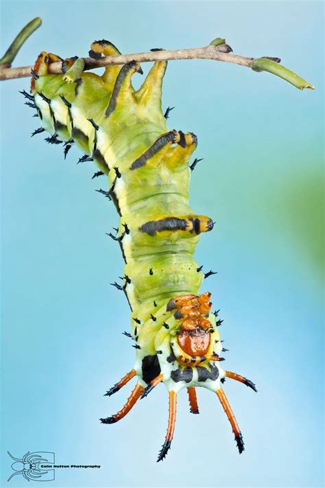 Рогатый Дьявол Гикори превращается в ... - Фишки.нет | Creepy animals ...