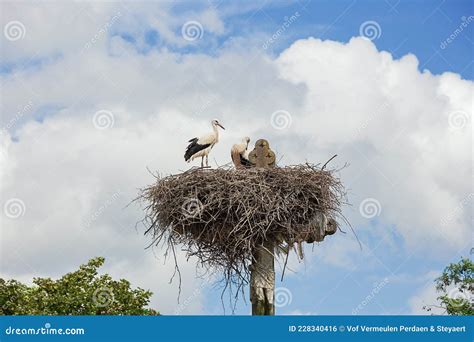 Twee Ooievaars Die Hun Omgeving Van Hun Nest Observeren Stock Foto