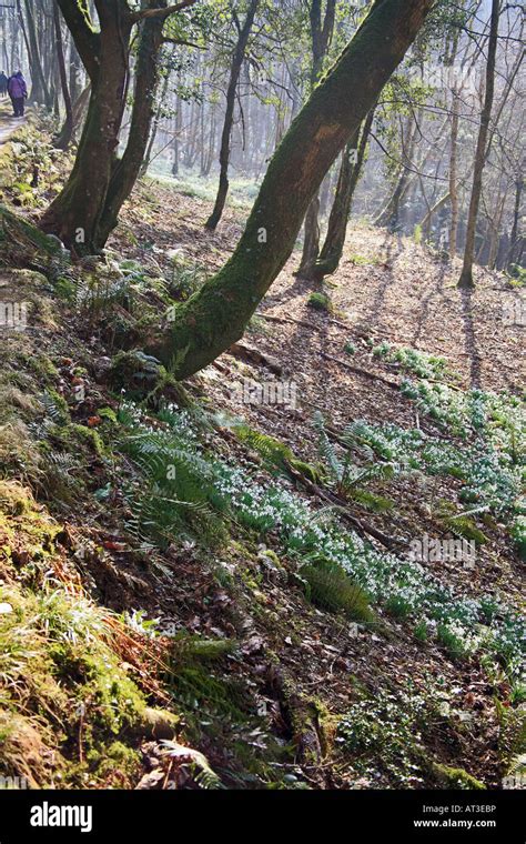 Wild snowdrops (Galanthus nivalis) Snowdrop Valley River Avill Exmoor ...