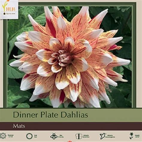 Bulb Dahlia Mats Ted Lare Design Build