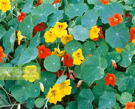 Tropaeolum Minus