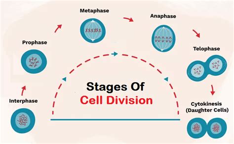 Perfect Knowledge: Cell Division