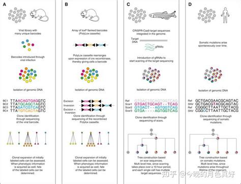 Single Cell Transcriptomics Meets Lineage Tracing