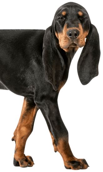 Coonhound Black And Tan Puppies