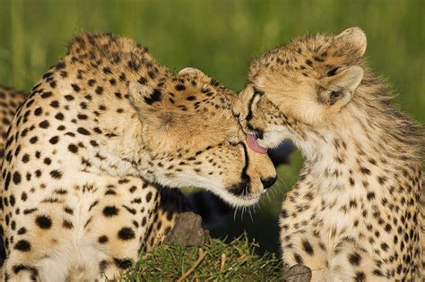 Cheetah Two Cubs Grooming Mother Masai Photograph By Suzi Eszterhas