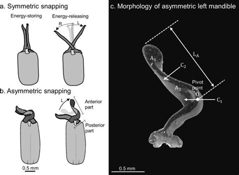 Termite Soldier Jaw Snapping Is The Fastest Thing Any Animal Does R