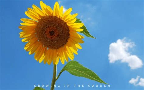 How To Grow Harvest And Roast Edible Sunflower Seeds Growing In The