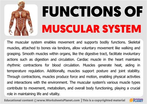 Functions of Muscular System