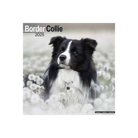 Calendrier Mural 2025 Chien De Race Border Collie Chien De Berger Troupeau