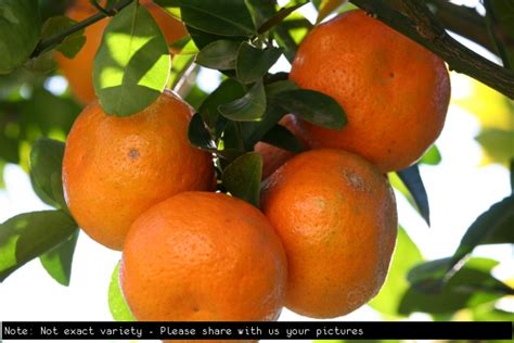 Buy Mandarin Daisy Fruit Tree - Citrus reticulata