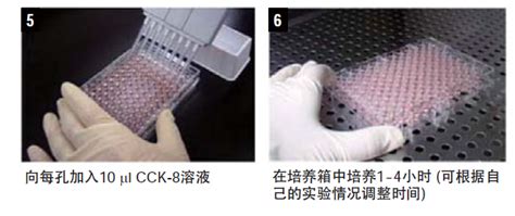 Cck 8 细胞活力检测的基本原理及综述 知乎