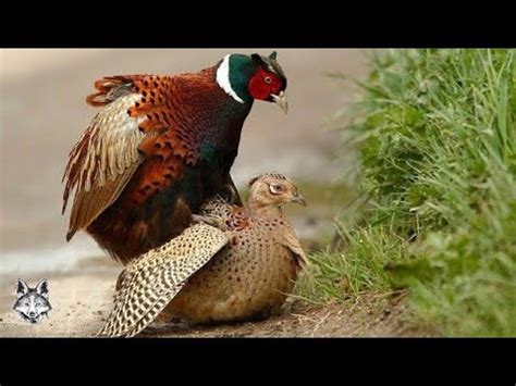 Fais O Coleira Uma Das Aves Mais Ca Adas No Mundo Youtube