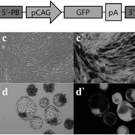 Production Of Green Fluorescent Protein Gfp Expressing Cloned Embryos