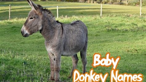 140+ Funny Donkey Names - Funny & Cute Names For A Pet Donkey