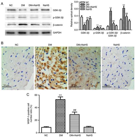 Effect Of Exogenous Hydrogen Sulfide On The Canonical Wnt Pathway And