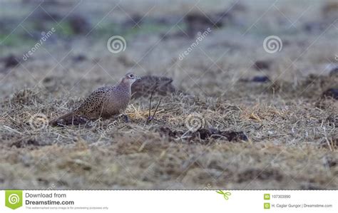 Common Pheasant Feeding On Grass Stock Photo Image Of Around