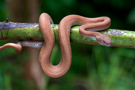 Top 10 Best Pet Snakes: A Comprehensive Guide for Beginners