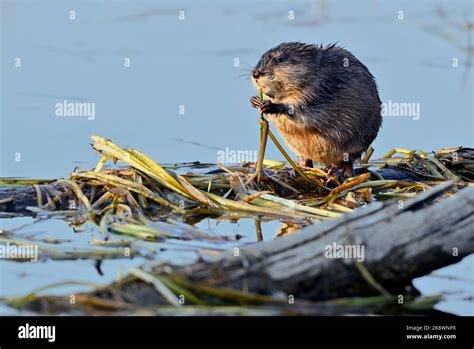 A Wild Muskrat Ondatra Zibethicus Standing On Hid Rear Legs On Log