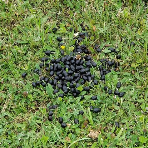 Deer Poop What Can It Tell You Hunting In Canada