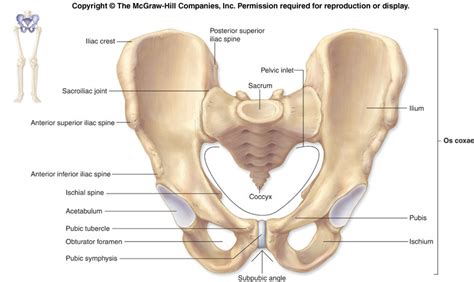 Pelvic Girdle And Lower Limb Diagram Quizlet