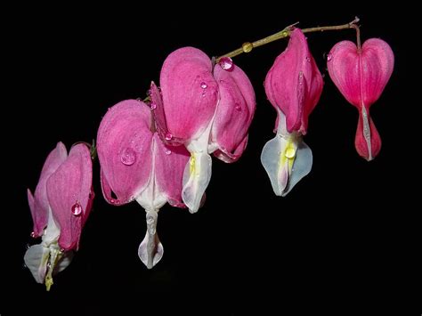 HD Wallpaper Heart Flower Drip Pink Dicentra Plant Close Up