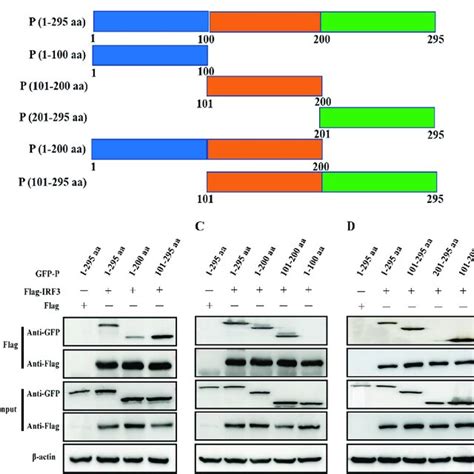 AMPV C P Protein 101 To 200 Aa Interacts With IRF3 A Schematic