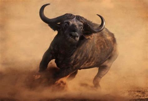 3280 21 African Animals African Buffalo Animals Wild