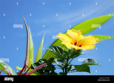 Yellow Hibiscus Flower Stock Photo Alamy