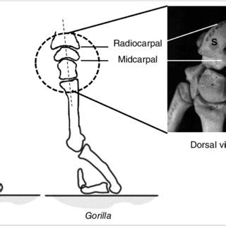 (PDF) Are Humans Descended from a Knuckle-Walking Ancestor?