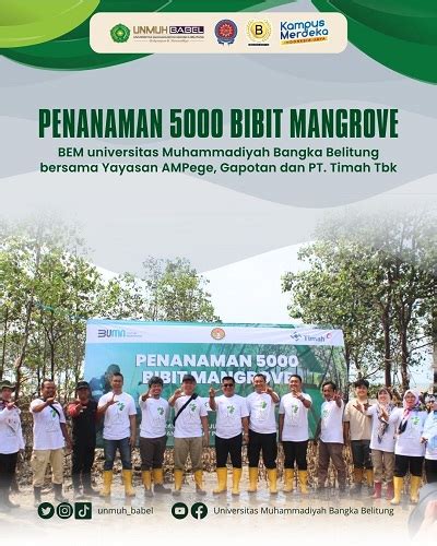 Peringati Hari Mangrove BEM UnMuh BaBel Turut Peran Serta Lakukan