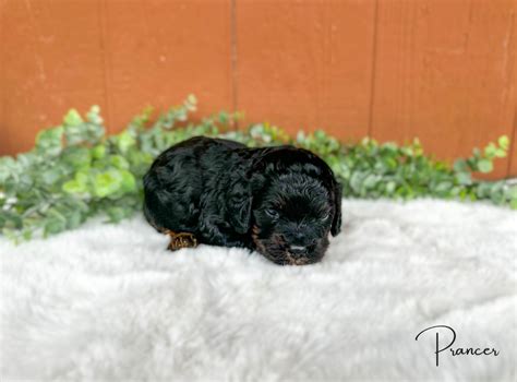 Cavapoos And Australian Cavoodles For Sale Doodles Of Oz