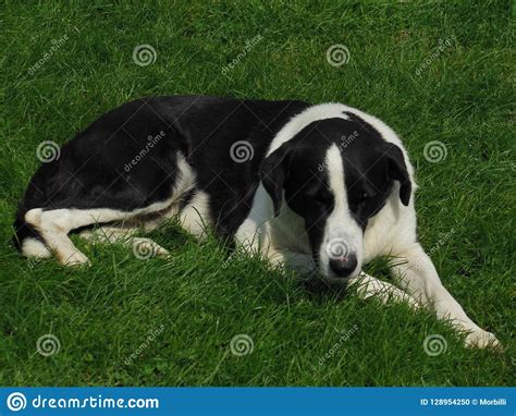 Perro Que Pone En La Hierba Foto De Archivo Imagen De Blanco Verde