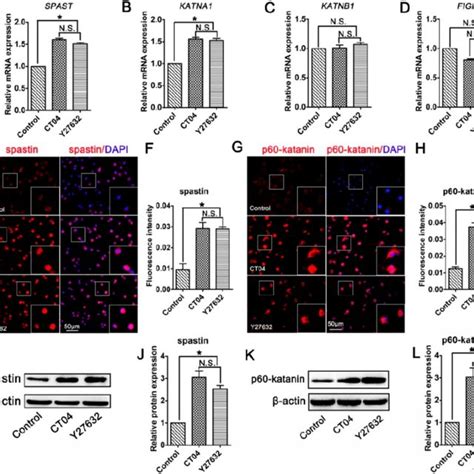 Inhibition Of The RhoA Signaling Pathway Upregulates The Expression Of