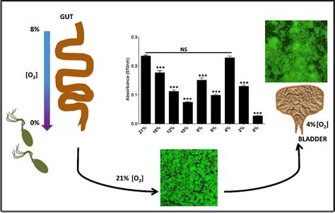 Ijms Free Full Text Biofilm Formation By Uropathogenic Escherichia Coli Is Favored Under