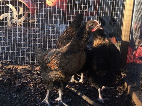 Black Australorp Buff Orpington Cross Page Backyard Chickens