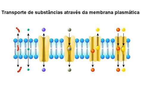 Membrana plasmática composição características funções