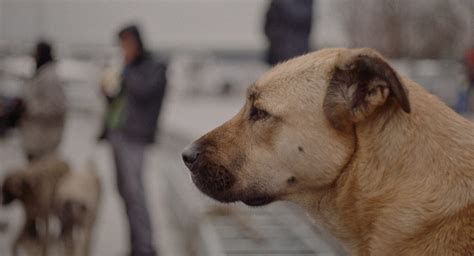 Il Cucciolo Di Cane Toby E Il Procione Nugget Sono Molto Amici VIDEO