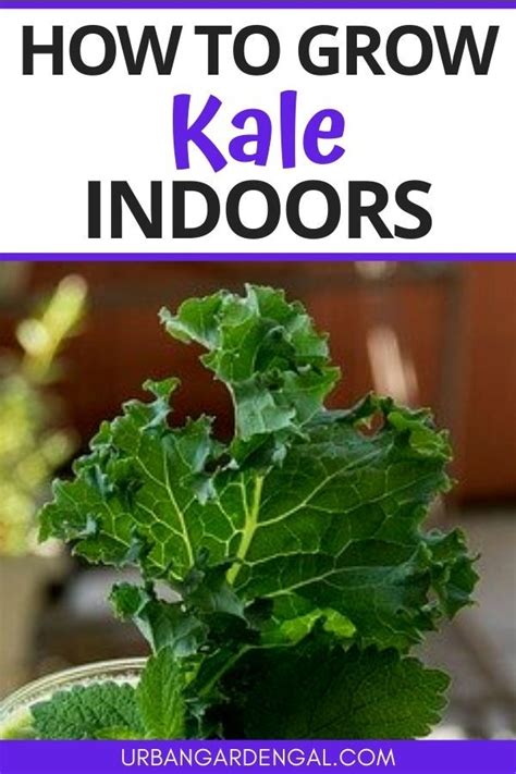 Growing Kale Plants Indoors Is A Great Way To Grow Salad Greens When You Have Limited Garden