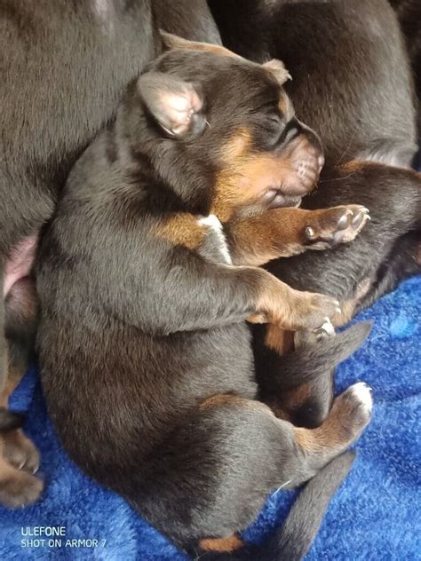 Doberman X rottweiler puppies | in Garstang, Lancashire | Gumtree