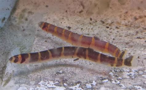 Kuhli Loach Pangio Kuhlii Pier Aquatics