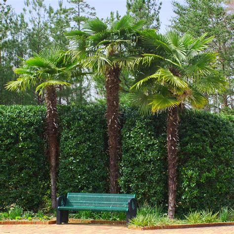 Windmill Palm Trees For Sale