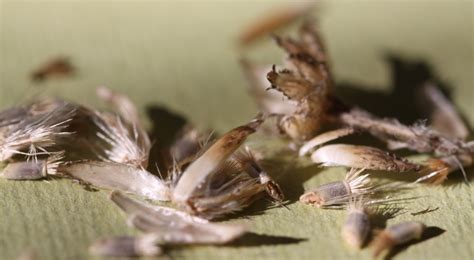 How to collect Cornflower Seeds - Country Garden UK