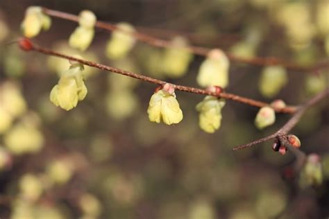 Free Picture Nature Garden Branch Flora Flower Tree Leaf Petal