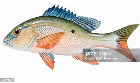 Mutton Snapper Photos And Premium High Res Pictures Getty Images